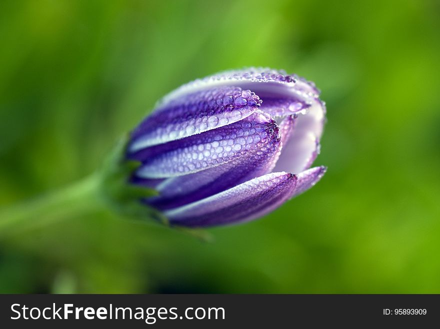 Flower, Purple, Flora, Close Up