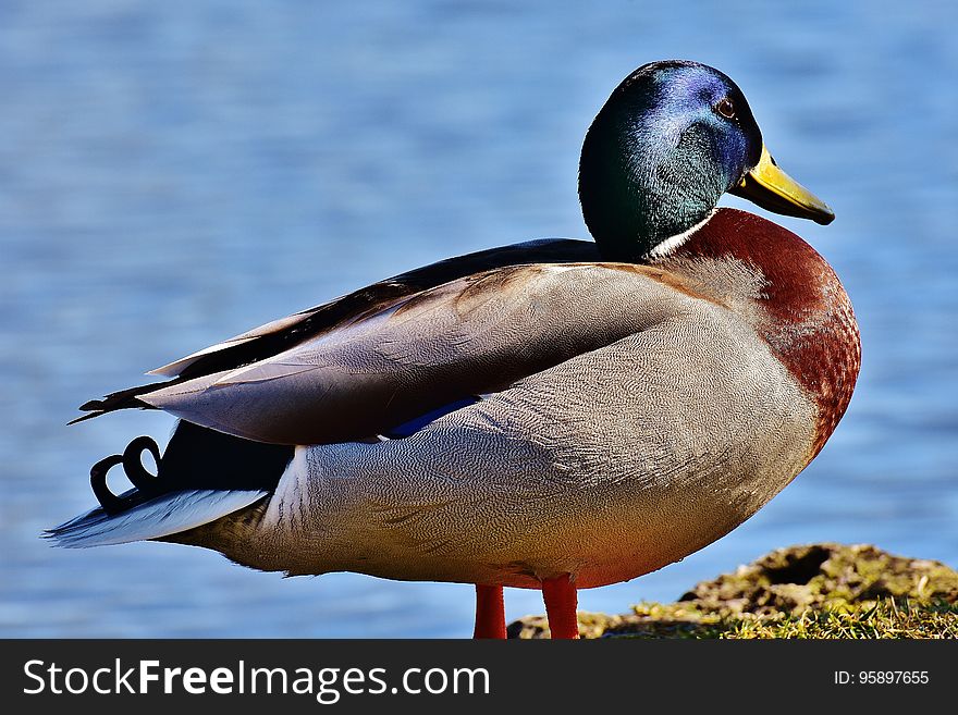 Bird, Duck, Mallard, Water Bird