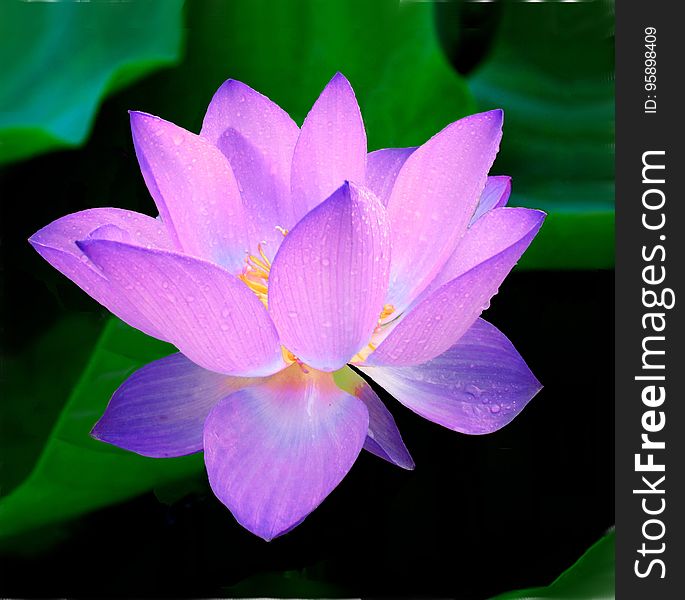 Flower, Lotus, Sacred Lotus, Plant