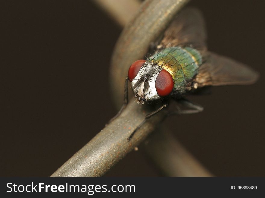 Insect, Macro Photography, Invertebrate, Fauna