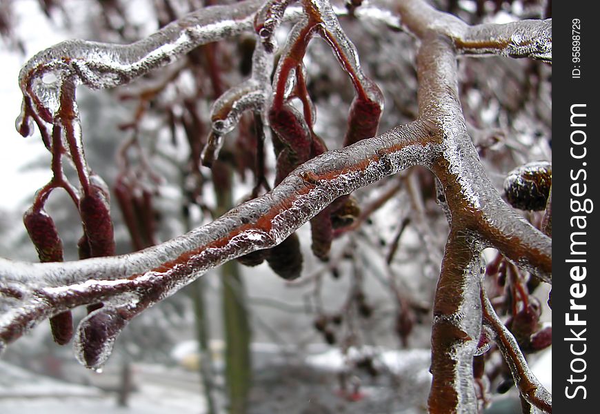 Branch, Freezing, Winter, Tree