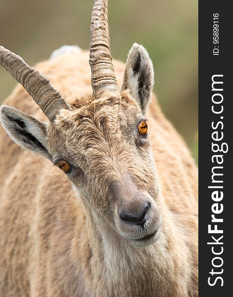 Horn, Wildlife, Barbary Sheep, Fauna