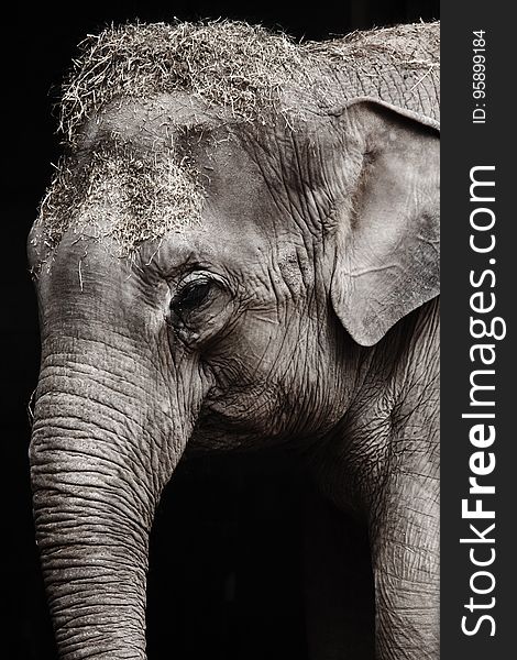 Elephant, Elephants And Mammoths, Black And White, Wildlife