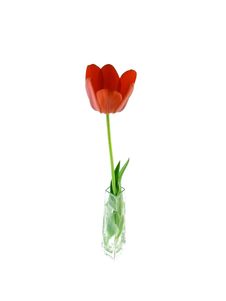 Red Tulip Royalty Free Stock Photography Red Tulip Royalty Free Stock Photography