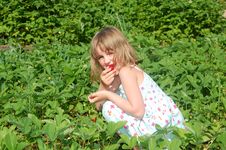 Child In The Strawberry Field Stock Photos Child In The Strawberry Field Stock Photos