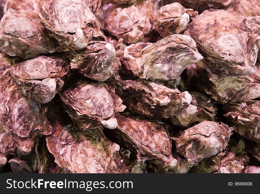 Fresh oysters on the market.