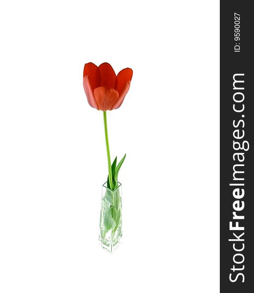 Red tulip.Red tulips on a white background.