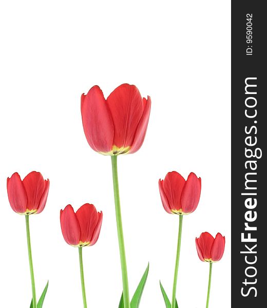 Red tulips.Red tulips on a white background.