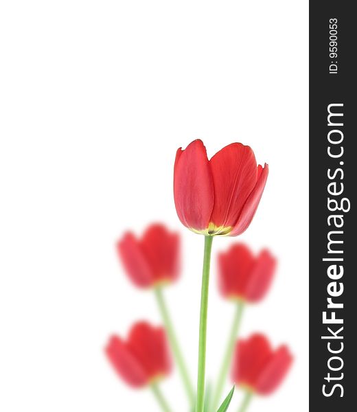 Red tulips on a white background.