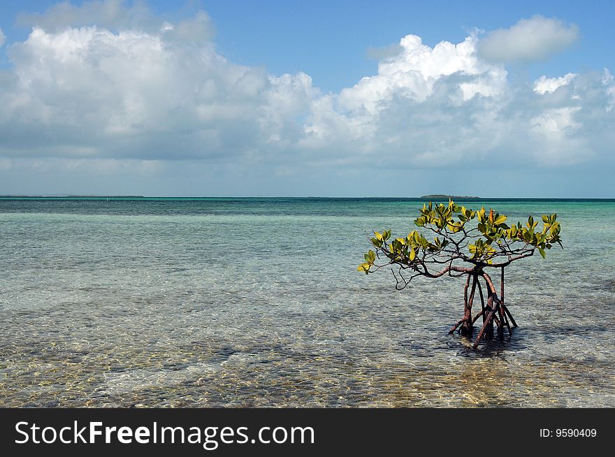 The mangrove tree in a Caribbean. The mangrove tree in a Caribbean