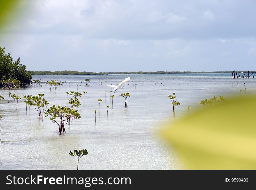 The mangrove forest in a Caribbean with exotic white heron. The mangrove forest in a Caribbean with exotic white heron