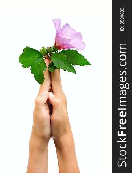 Pink Flower on human hands isolated on white