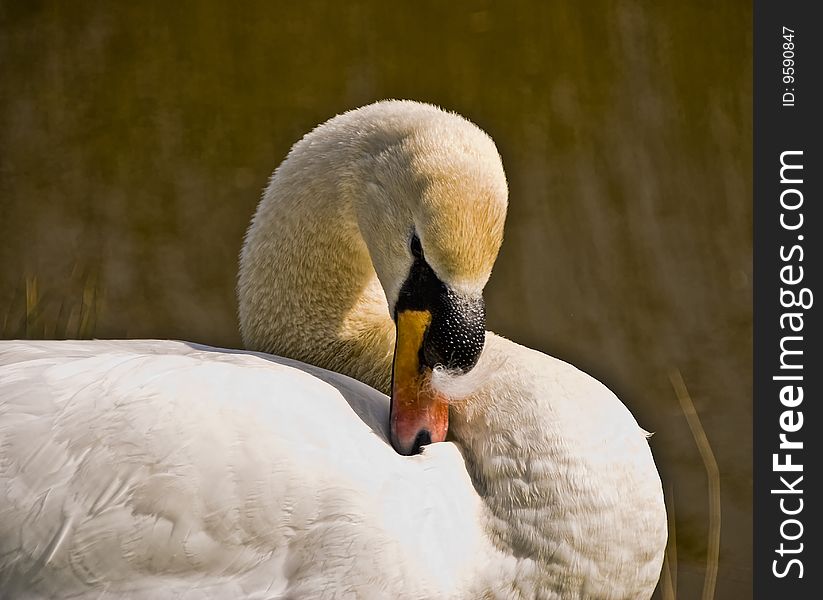 Swan cleaning his feathers