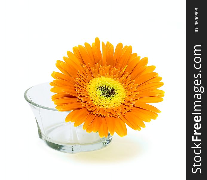 Flower in glass vase isolated on white