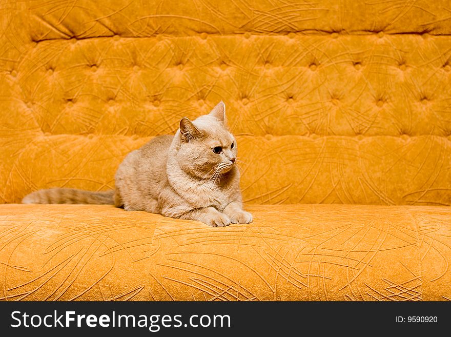 Cat On The Sofa