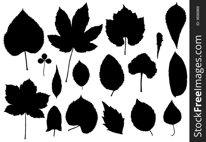 Illustration of leaves and plants. Illustration of leaves and plants