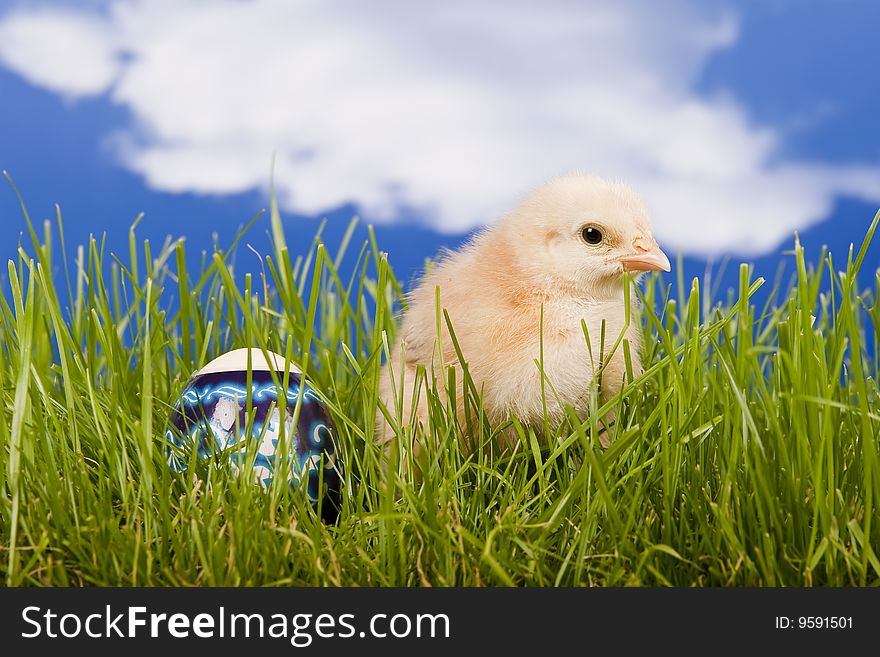 Little baby chicken, studio shot