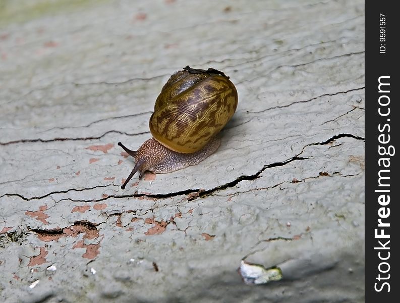 A snail moving along on a cracked concrete wall. A snail moving along on a cracked concrete wall.