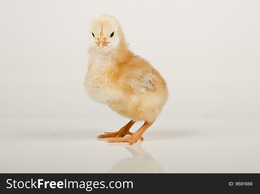 Little baby chicken, studio shot