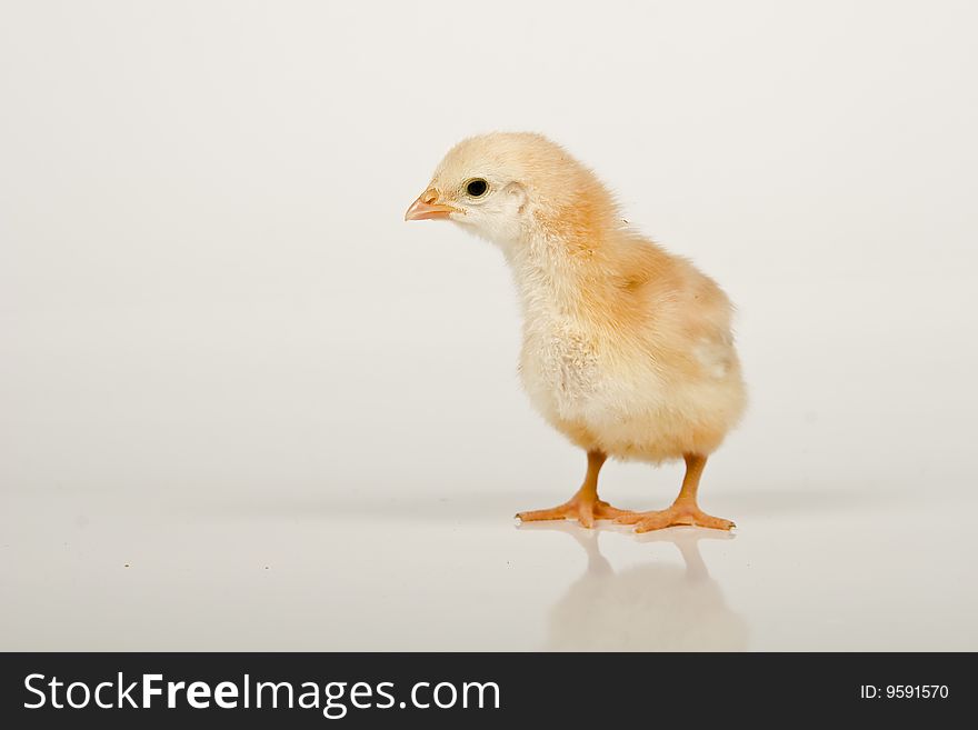 Little baby chicken, studio shot