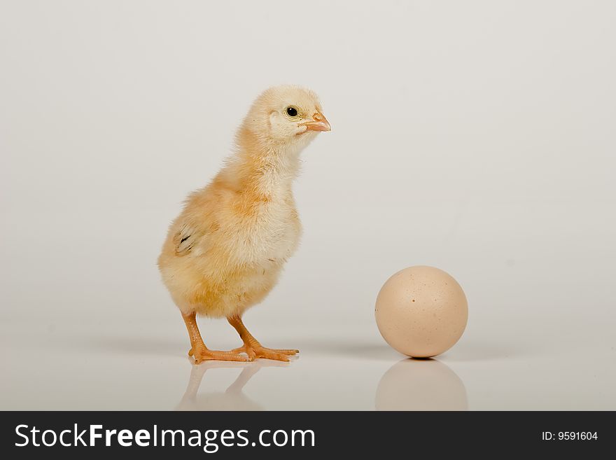 Little baby chicken, studio shot