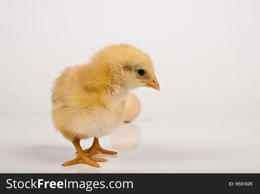 Little baby chicken, studio shot