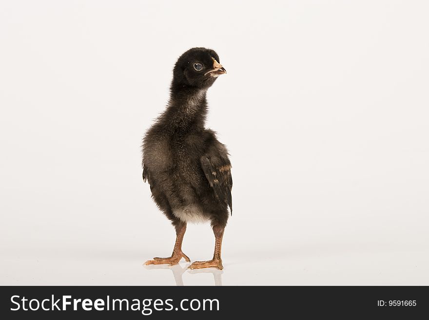 Little baby chicken, studio shot