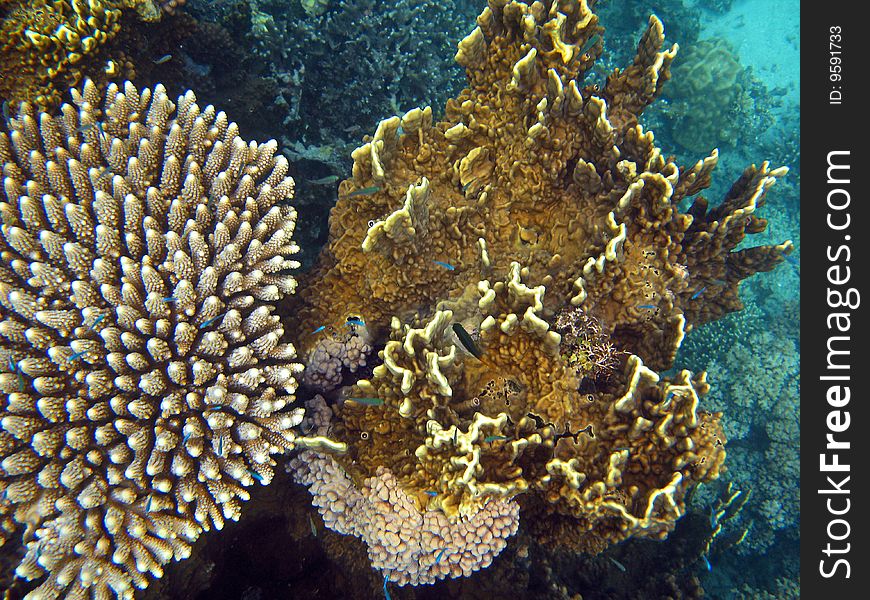 Beautiful Coral gardens creating incredible patterns and texture