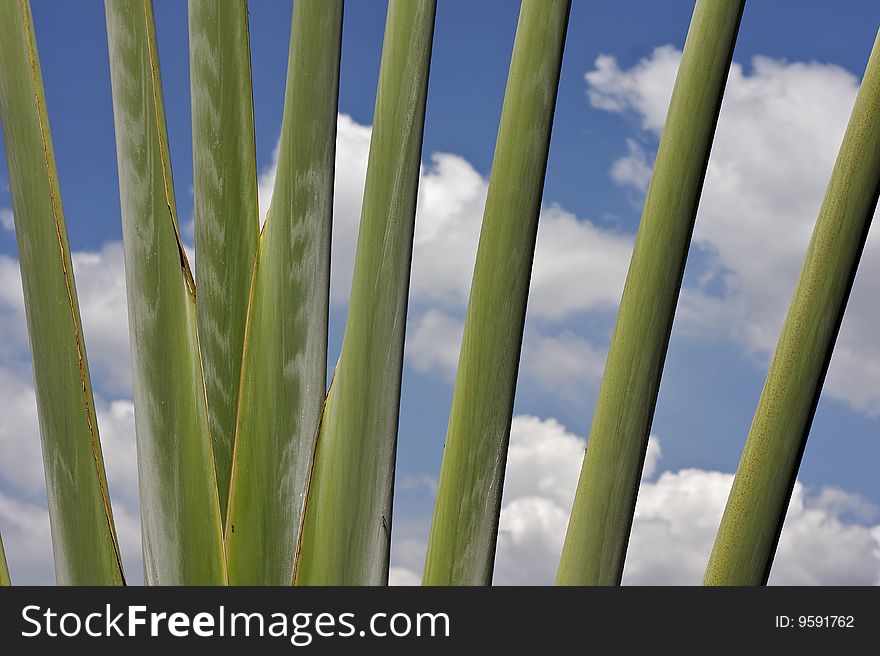 This image is to capture the beautiful blue sky with a banana stalk as foreground. This image is to capture the beautiful blue sky with a banana stalk as foreground