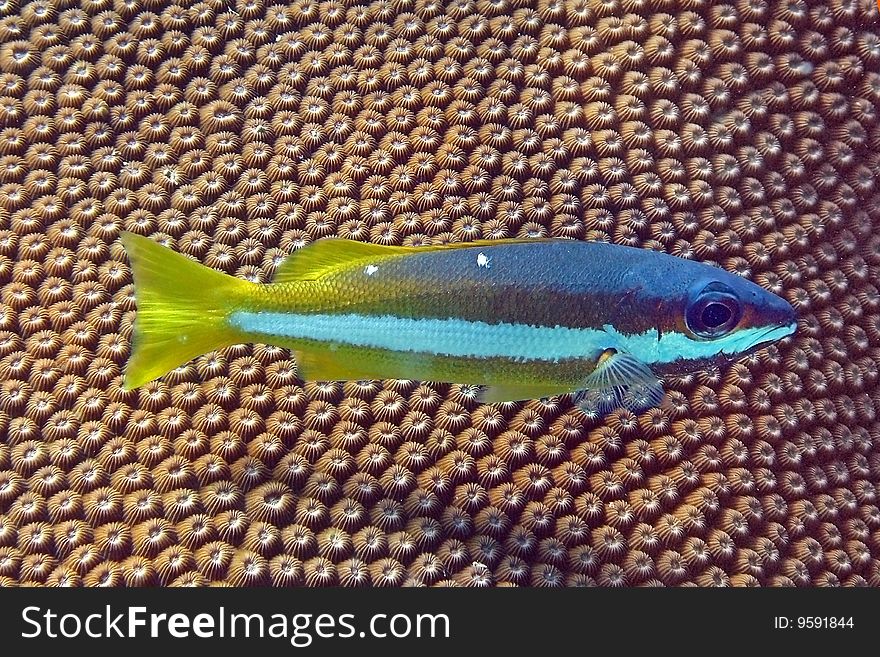 Fish with Starcoral or Knobby coral (Diplaastrea heliopora) in the background