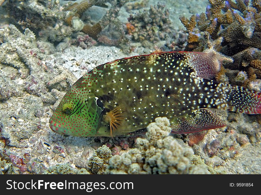 Colourful White-dotted Maori tuskfish (Cheilinus chlorourus)