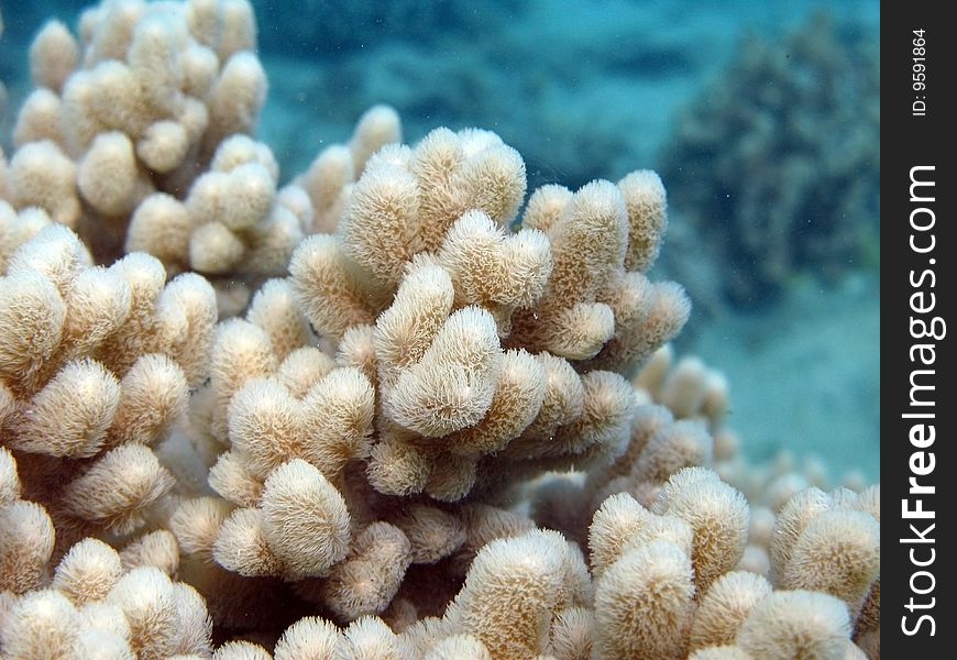 Soft coral