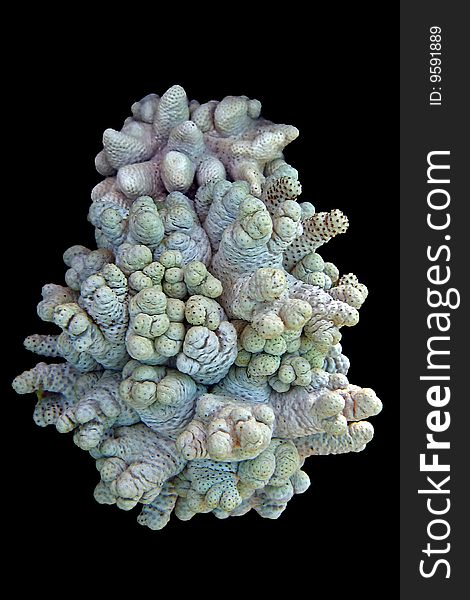 Beatiful colourful add looking corals isolated on black background
