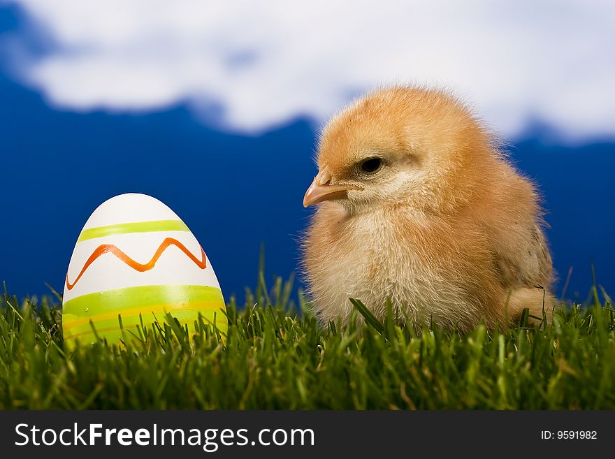 Little baby chicken, studio shot