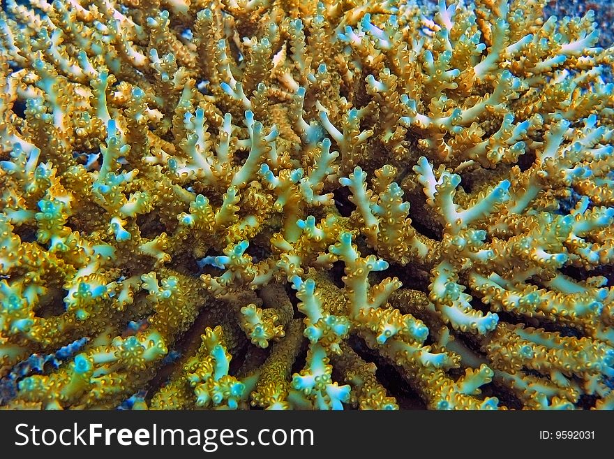 Incredible colors and texture formed by Staghorn coral (Acropora sp). Incredible colors and texture formed by Staghorn coral (Acropora sp)