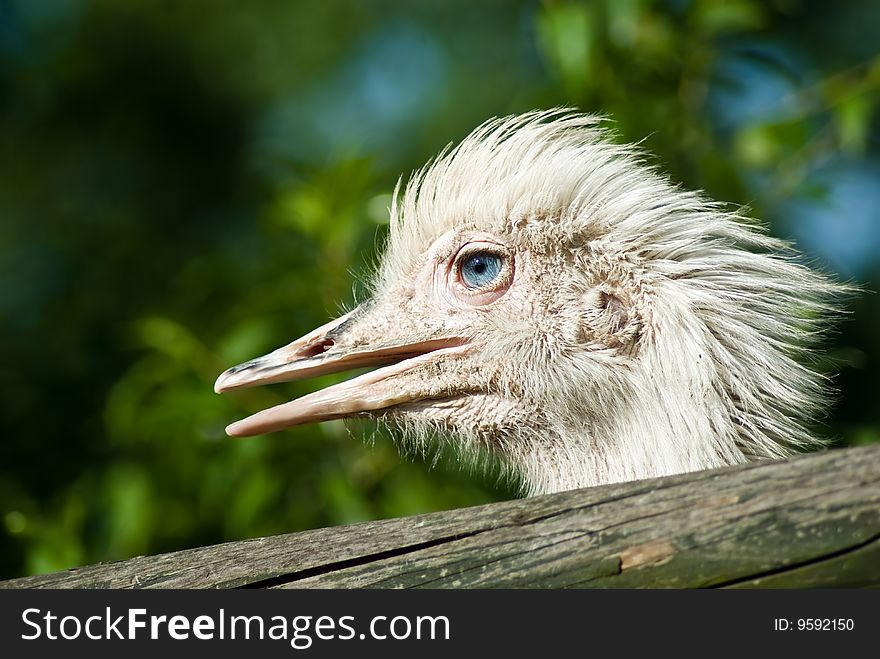 Ostrich with blue eyes on the farm. Ostrich with blue eyes on the farm