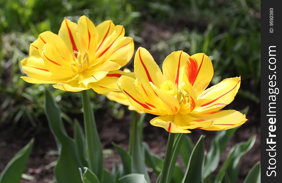 Two yellow-red tulips on a bed