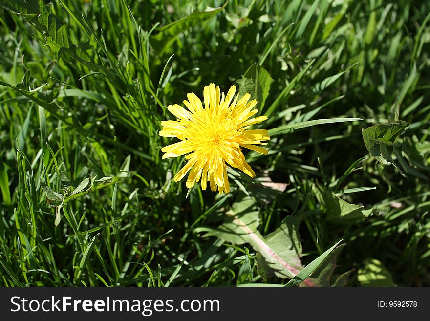 One yellow flower on a green glade