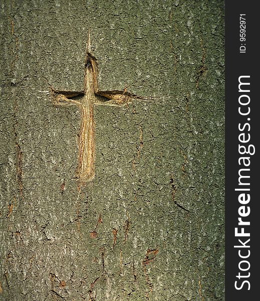 The cross formed by the nature of the tree. The cross formed by the nature of the tree