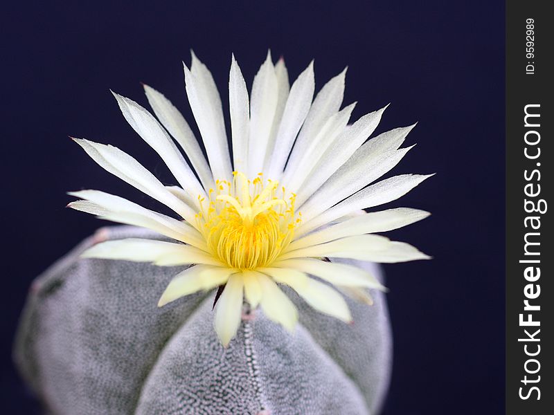 Cactus Flower. Plant Name : Astrophytum myriostigma