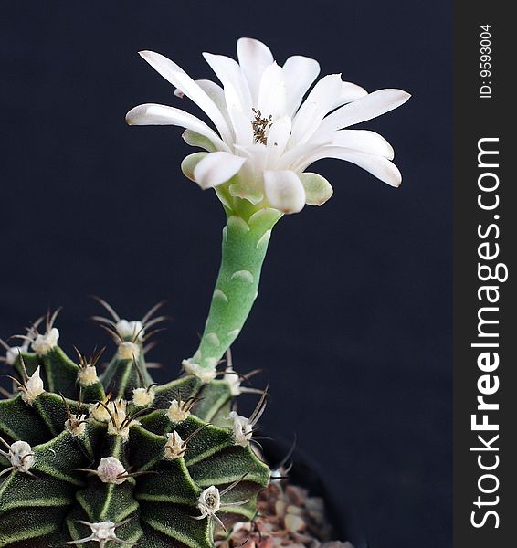 Cactus Flower. Plant Name : Gynocalycium  mihanomichii