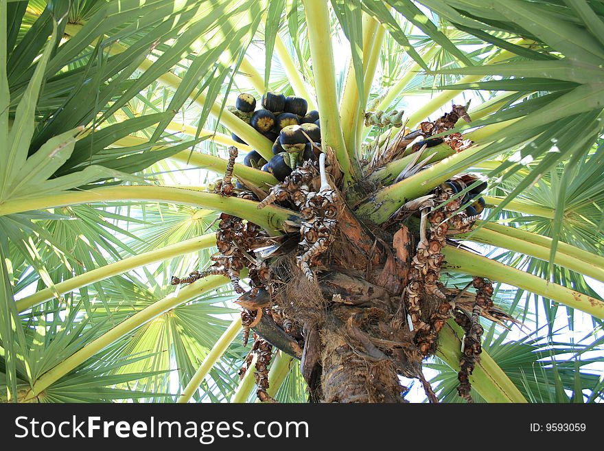 Fruits on palm with dry sheet on end