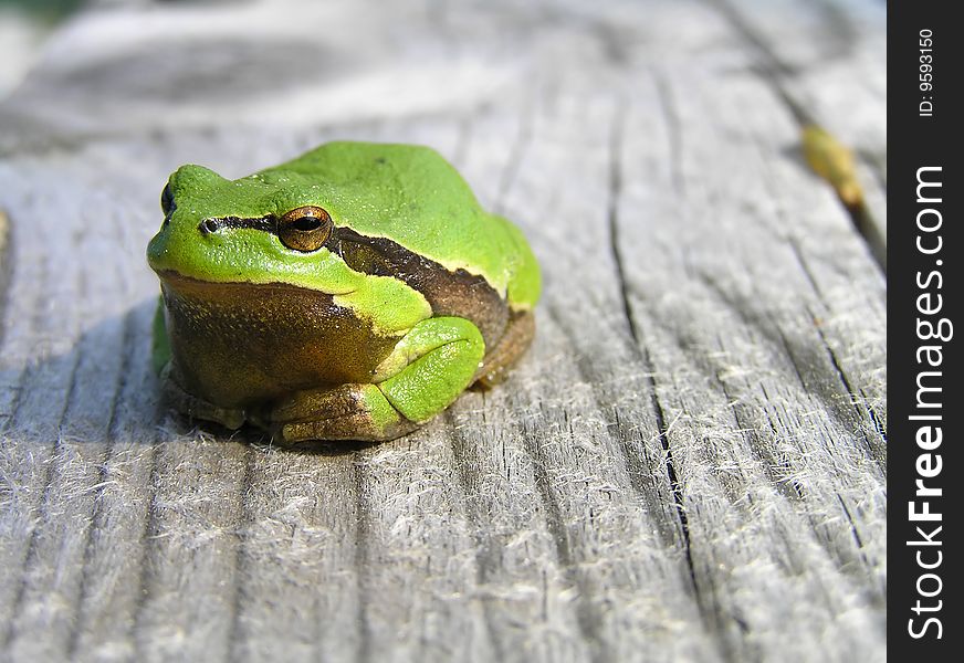 A small green frog on a wooden background. A small green frog on a wooden background