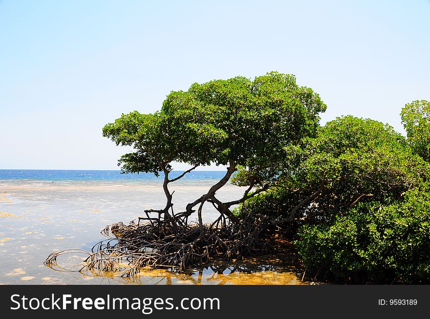 Mangrove trees on coast of Roatan Honduras. Mangrove trees on coast of Roatan Honduras