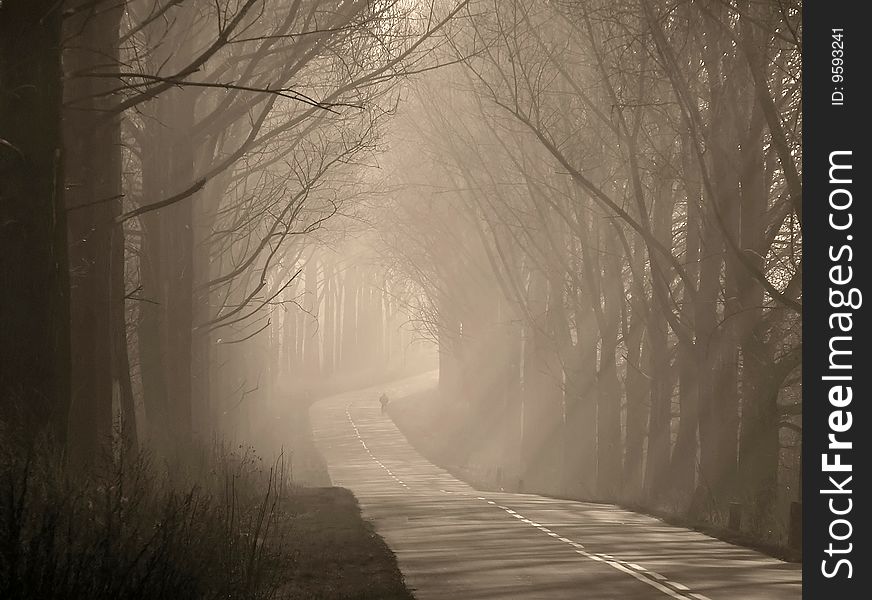 A beautiful avenue of trees illuminated rays of the sun. A beautiful avenue of trees illuminated rays of the sun.