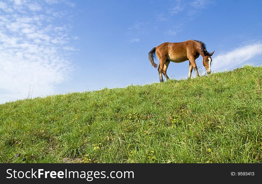 Horse feeding itself on pasture. Horse feeding itself on pasture