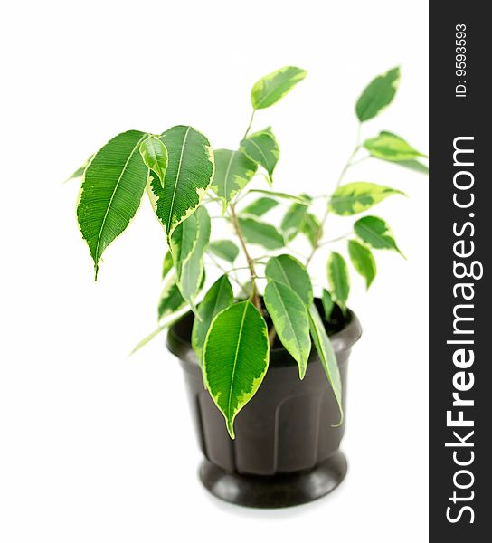 A rubber plant in a pot isolated on a white background