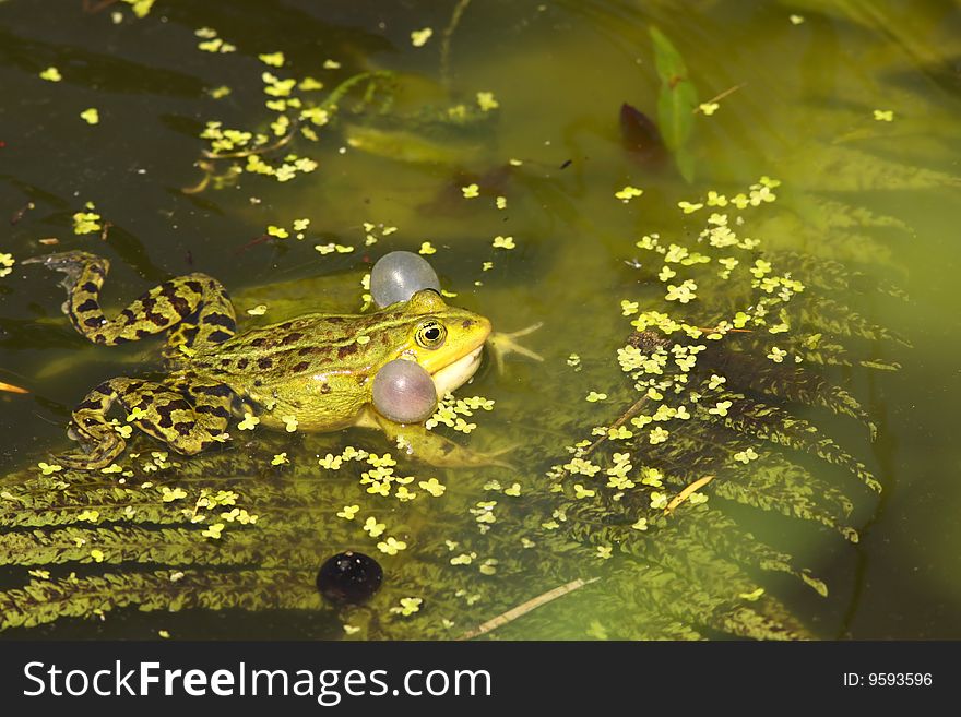 Green Frog Calling In The Water