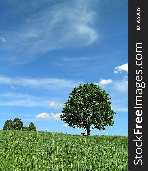 Bench Under A Tree.