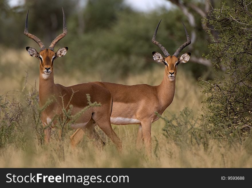 Impala (Aepyceros melampus) Standing alert, Mokala Nasional Park, South Africa